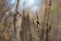 Closeup shot of an Old World Sparrow, standing on a dried sprig of grass, on a sunny day in autumn