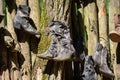 Closeup shot of old, worn out shoes hanging on the tree Royalty Free Stock Photo