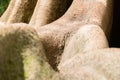 Closeup shot of the oldest tree root surface in Quinta das Lagrimas in Coimbra, Portugal