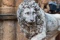 Closeup shot of one of two Medici white marble lion sculptures in Piazza della Signoria square Royalty Free Stock Photo