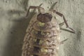 Closeup shot of an oniscidea on the wall Royalty Free Stock Photo