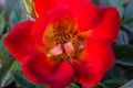 Closeup shot of an open red flower with yellow pollen stamen visible Royalty Free Stock Photo