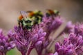 Closeup shot of orange-belted bumblebees on Joe-Pye weed