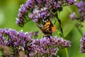 Closeup shot of orange and black butterfly sitting on a blue and purple flower Royalty Free Stock Photo