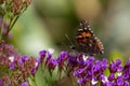 Closeup shot of orange and black butterfly sitting on a blue and purple flower Royalty Free Stock Photo