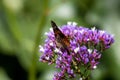 Closeup shot of orange and black butterfly sitting on a blue and purple flower Royalty Free Stock Photo