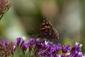 Closeup shot of orange and black butterfly sitting on a blue and purple flower Royalty Free Stock Photo