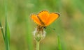 Closeup shot of an orange butterfly on a white flower on a blurred background Royalty Free Stock Photo