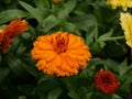 Closeup shot of an orange calendula flower with wet petals Royalty Free Stock Photo