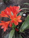 Closeup shot of orange Clivia flowers in their full bloom in the garden Royalty Free Stock Photo