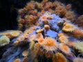 Closeup shot of orange coral polyps (Anthozoa) in an aquarium