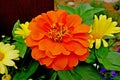 Closeup shot of orange dahlia flower in the garden Royalty Free Stock Photo