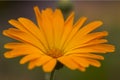 Closeup shot of an orange field marigold flower Royalty Free Stock Photo