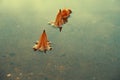 Closeup shot of orange flowers fallen on the water Royalty Free Stock Photo