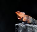 Closeup shot of an orange gray oriental garden lizard on a rock