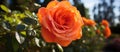 Closeup shot of an orange Hybrid tea rose in a garden Royalty Free Stock Photo