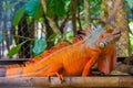 Closeup shot of an orange iguana reptile standing on wood with a blurred background Royalty Free Stock Photo