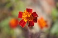 Closeup shot of orange marigold flower on a blurry background Royalty Free Stock Photo