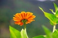 Closeup shot of an orange Marigold flower and its leaves on an isolated background Royalty Free Stock Photo