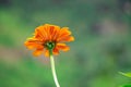 Closeup shot of an orange Marigold flower and its stem in a garden on a sunny day Royalty Free Stock Photo