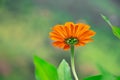 Closeup shot of an orange Marigold flower and its stem growing in a garden Royalty Free Stock Photo