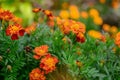 Closeup shot of orange and red marigold flowers  in the garden Royalty Free Stock Photo