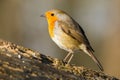 Closeup shot of an orange robin bird perched on a tree branch