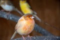 Closeup shot of an orange robin on a blurred background