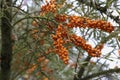 Closeup shot of orange seaberries on branches