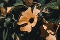 Closeup shot of orange thunbergia flowers during daytime