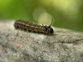 Closeup shot of the orange-tipped oakworm moth (Anisota senatoria) on a wooden surface Royalty Free Stock Photo