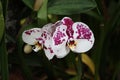 Closeup shot of orchid Cumbria flower on a blurred background Royalty Free Stock Photo