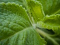 Closeup shot of oregano leaves Royalty Free Stock Photo