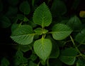 Closeup shot oregano plant leaves Royalty Free Stock Photo