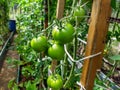 Closeup shot of organic grown bunch of green, unripe small green tomatoes growing on tomato plant in greenhouse Royalty Free Stock Photo