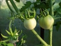 Closeup shot of organic grown bunch of unripe, small green tomatoes growing on tomato plant in greenhouse Royalty Free Stock Photo