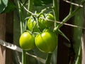 Closeup shot of organic grown bunch of unripe tomatoes growing on tomato plant Royalty Free Stock Photo