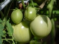 Closeup shot of organic grown bunch of unripe tomatoes growing on tomato plant Royalty Free Stock Photo