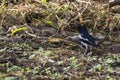 Closeup shot of a oriental magpie robin