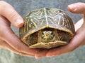 Closeup shot of a Ornate box turtle in the palm of person on sunny day