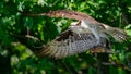 Closeup shot of an Osprey carrying fish Royalty Free Stock Photo