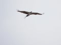 Closeup shot of an osprey carrying stick to build new nest