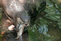Closeup shot of an otter catches its  prey in the pond Royalty Free Stock Photo