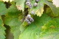 Closeup shot over-riped grapes on the vine with a blurred background