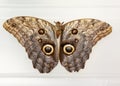 Closeup shot of an owl butterfly isolated on white background Royalty Free Stock Photo