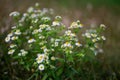 Closeup shot of ox-eye daisies (Leucanthemum vulgare)