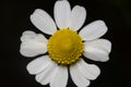 Closeup shot of an Oxeye daisy isolated on a black background Royalty Free Stock Photo