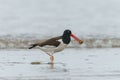 Closeup shot of an oystercatcher bird with a shell in its beak perched in a pond