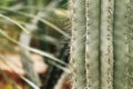 Pachycereus fulviceps cactus Royalty Free Stock Photo