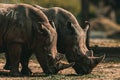 Closeup shot of a pair of African Rhinos in Mysore